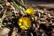 천리포수목원 ‘봄의 전령’ 복수초 꽃망울 터뜨려
