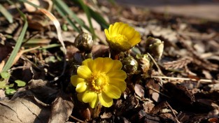 천리포수목원 ‘봄의 전령’ 복수초 꽃망울 터뜨려