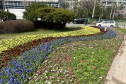 처인구, 통일공원 교통섬 등 봄꽃으로 단장