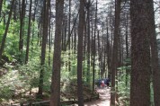 ‘대한민국 100대 명품숲’에 가평 잣향기 푸른숲 등 경기도 7개 숲 선정